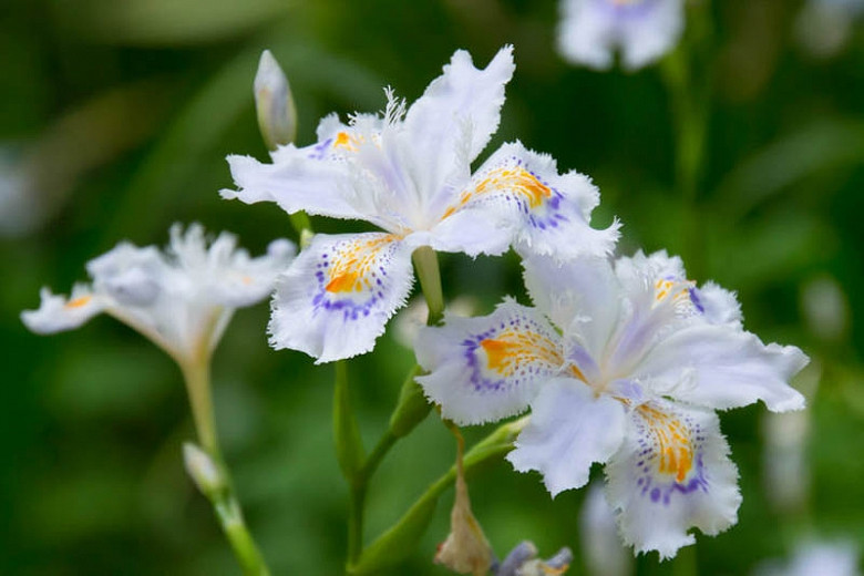 Iris japonica, Fringed Iris, White Iris, White Flowers, Bicolor Iris, Bicolor Flowers, Japanese Iris,  Fan Iris